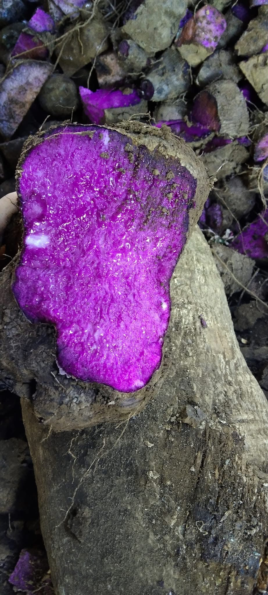 Ube_brut_zoom_interieur